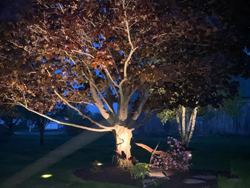 Landscape Lighting